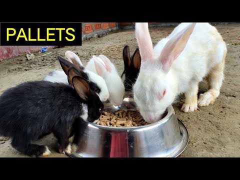 Safe Pellets For Your Rabbits | खरगोश को कोनसा Pellets खिलाना चाहिए
