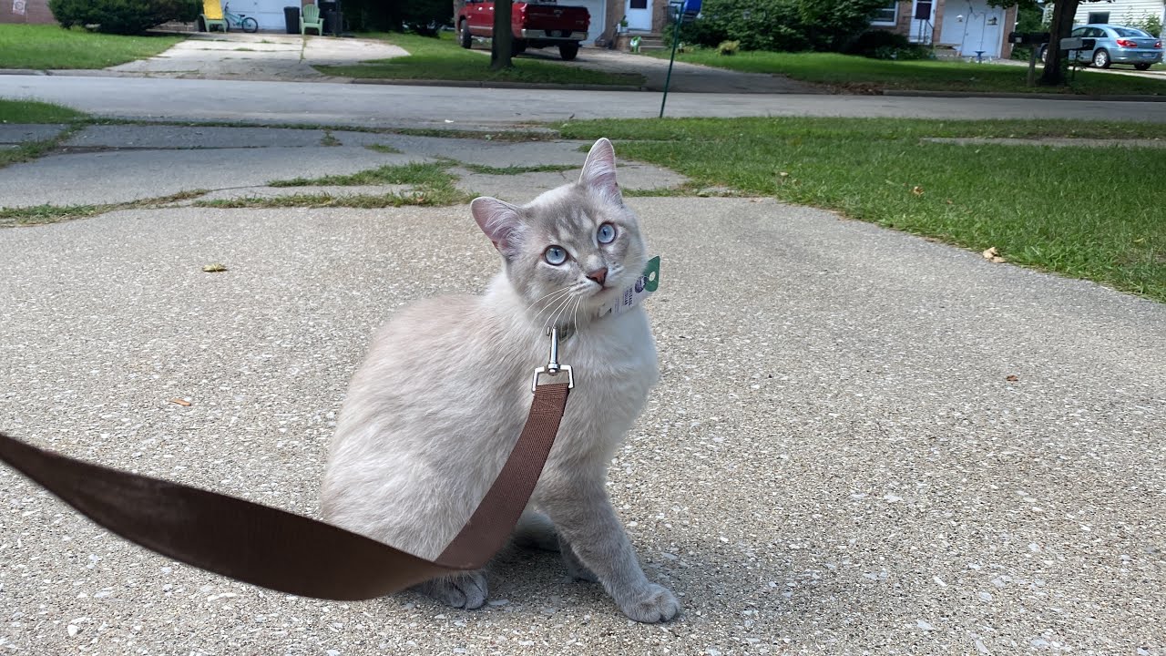 Taking My Indoor Cat For a Walk YouTube