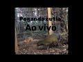 Pegando cutia ao vivo