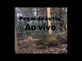 Pegando  cutia ao vivo