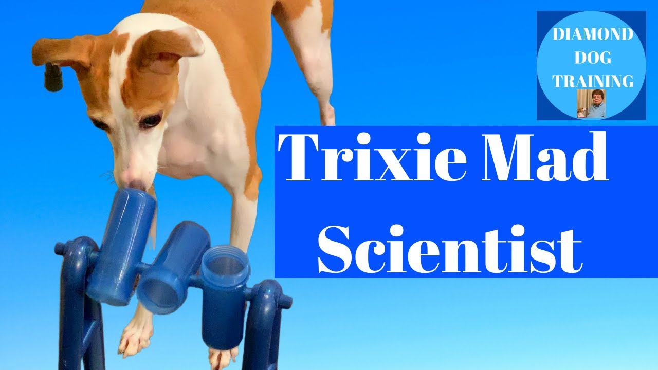 Trixie Mad Scientist Gift Ideas For Dog Lovers And Dogs 