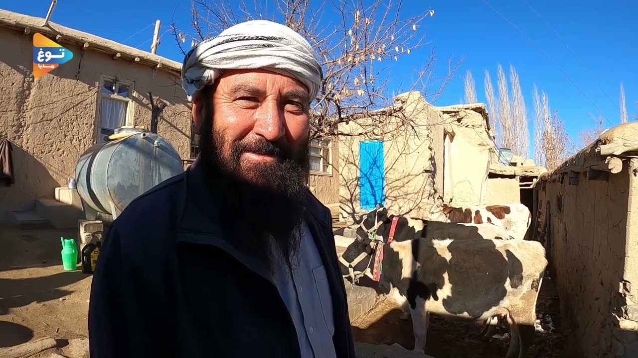 بهترین گاو داری در جاغوری