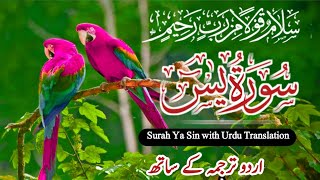 Surah Yasin ( Yaseen ) With Urdu Translation | Ep 0104 | Quran Tilawat Beautiful Voice |Urdu Tarjuma
