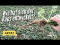 AKF #2 2023 Wie hat sich der Raps entwickelt? Wie sieht die Zwischenfrucht aus?