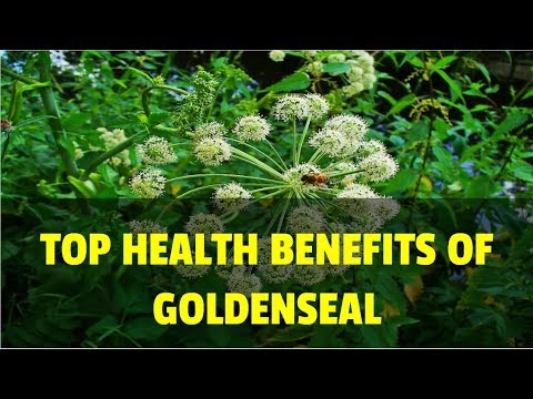 Top Health Benefits of Goldenseal