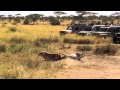 Lioness Kill, Serengeti 2012