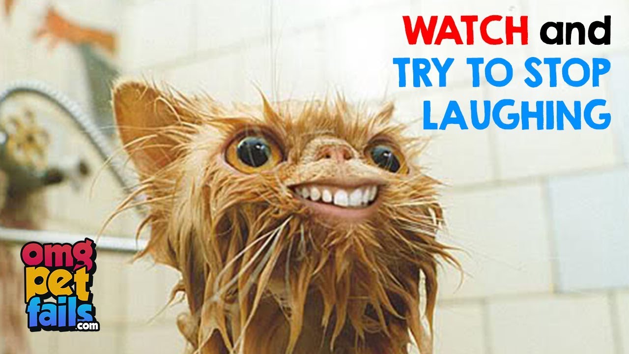 WATCH AND TRY TO STOP LAUGHING visual data 2