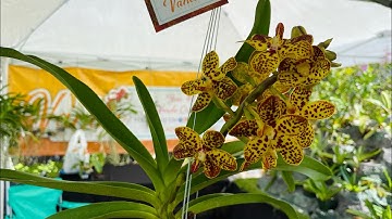 Orchid Sales Event, Hosted by OFE,  Featuring Lady Vanda, Come Shop With Me