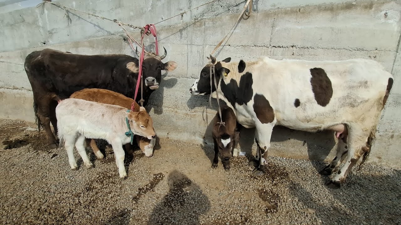 Uychi tumani yorqorg'on sigir bozori 