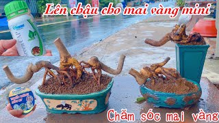 Cách lên chậu cho mai vàng mini | chăm sóc mai vàng | ngày 10/2/2022