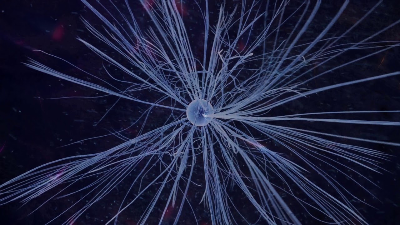 Bloodless Mushroom - Cymatella - 05 - Hyphae