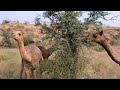 Beautiful camels eating tree at desert thar pakistan  camel food  camelo  cameloftharofficial