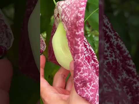 Video: Watter plante bevat aristolochic suur?