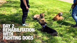 Part 2: Rehabilitation With Fighting Dogs