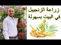 طريقة زراعة الزنجبيل في البيت, How to Grow Ginger at Home, Planting Ginger