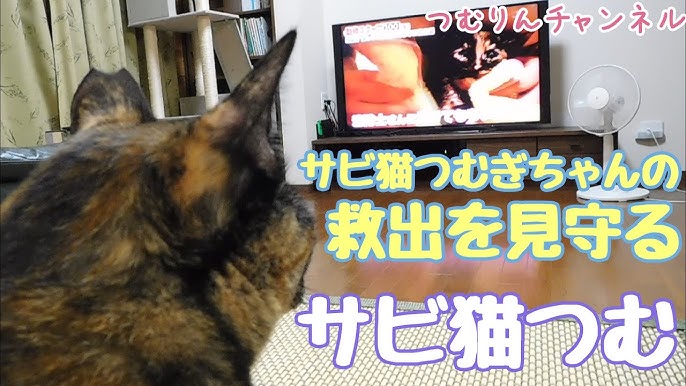 保護猫 サビ猫つむぎちゃんとサビ猫つむ 名前も顔もそっくりなふたり ご縁を感じずにはいられない Youtube