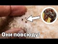 ИХ НЕНАВИДИТ ВЕСЬ ИНТЕРНЕТ / Самые Страшные Насекомые