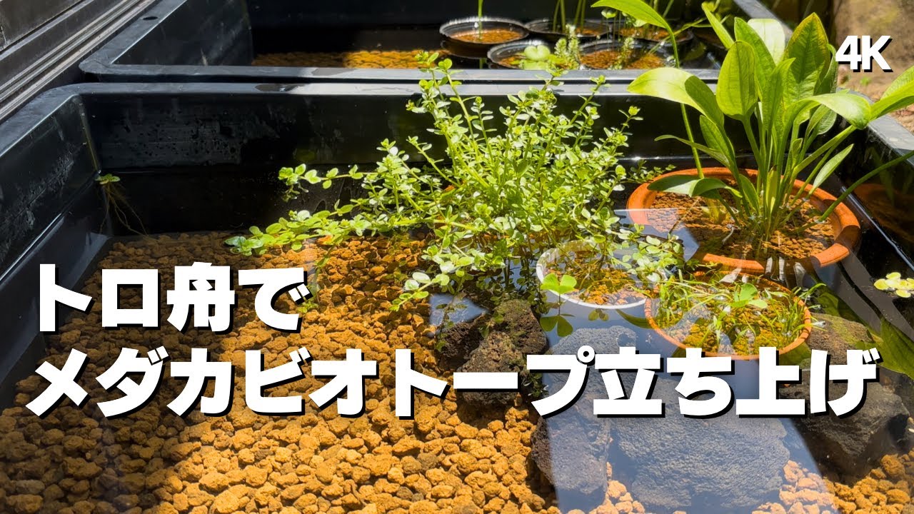 簡単！僕はこんな感じでメダカビオトープ立ち上げています