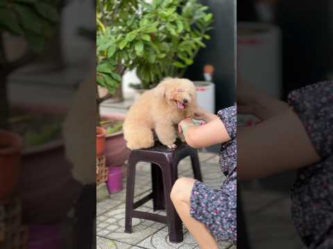 قلبي سوف يستمر