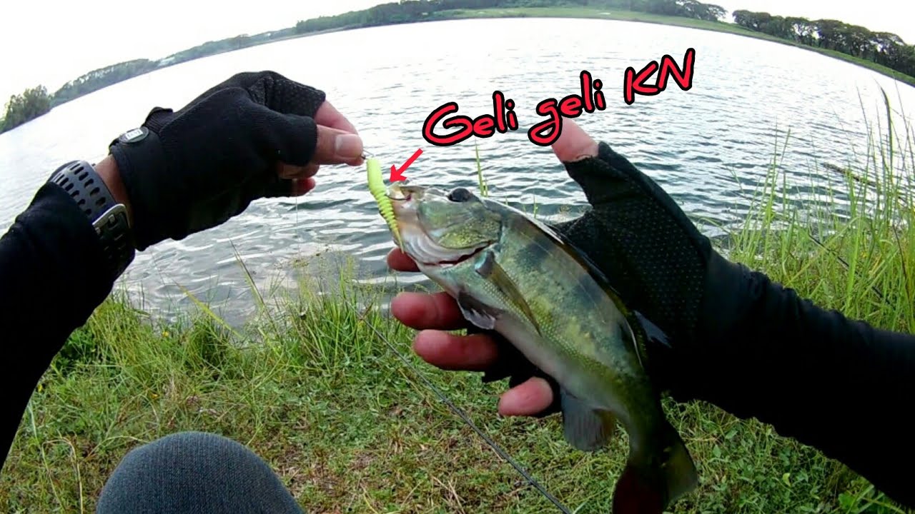 Spot Casting Peacock Bass/Ikan Raja | Clearwater Sanctuary Golf Resort Batu Gajah Perak | Vlog44