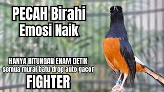 Murai batu GACOR TEMBAKAN MEWAH cocok untuk PANCINGAN agar bunyi JADIKAN burung murai gacor EMOSI