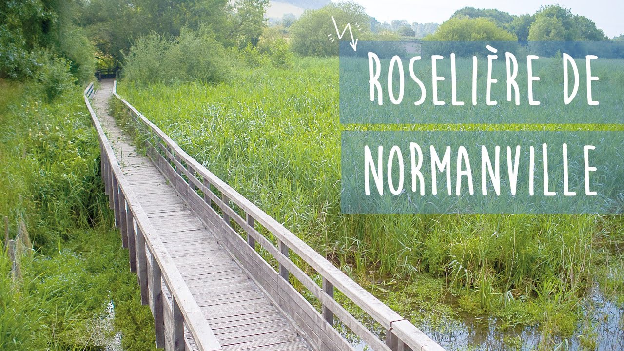 Carnet de vols // Roselière de Normanville