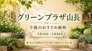 Recommended Plants: July 19th–July 23rd Summary - YouTube