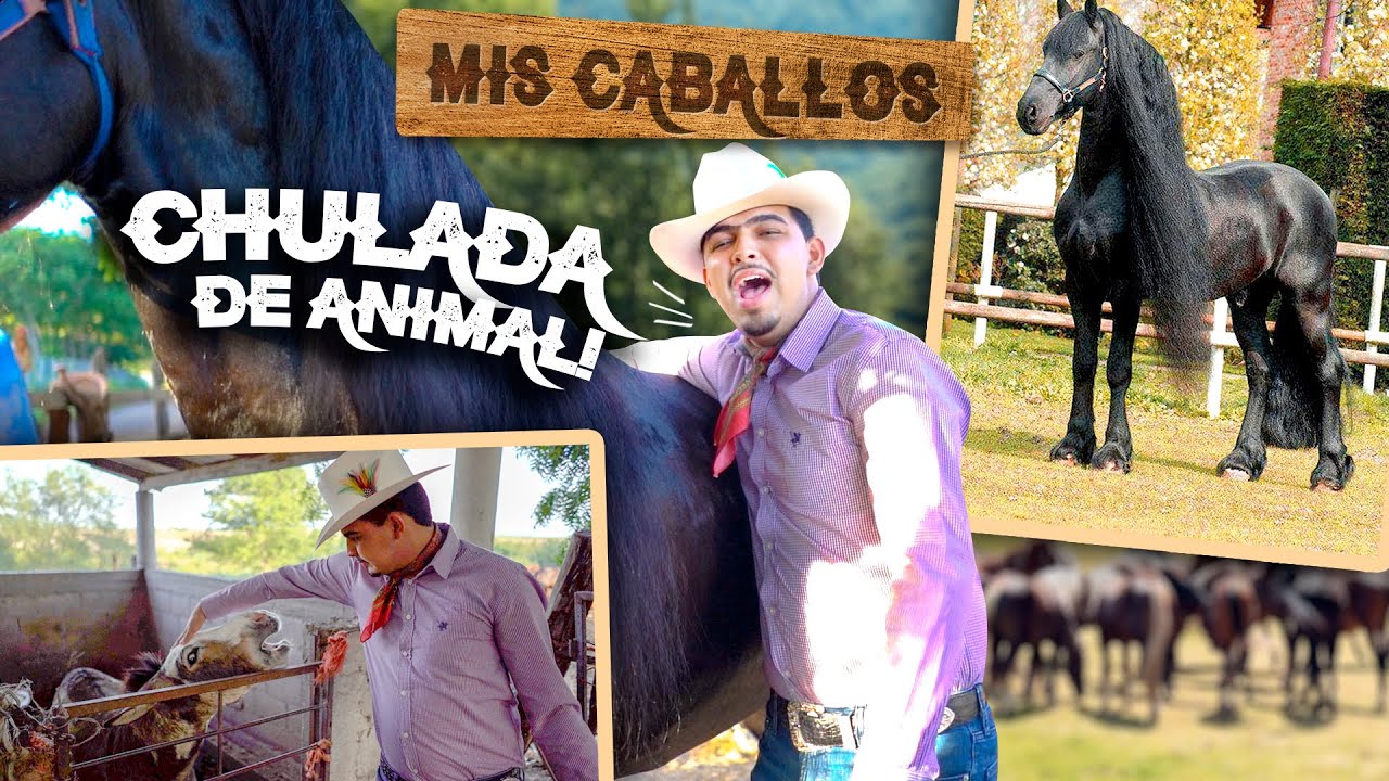 LES PRESENTO TODOS MIS CABALLOS 🐎🐴😍 | PANTER BÉLICO