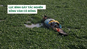 Người dân lại khốn đốn vì lục bình gây tắc nghẽn sông Vàm Cỏ Đông