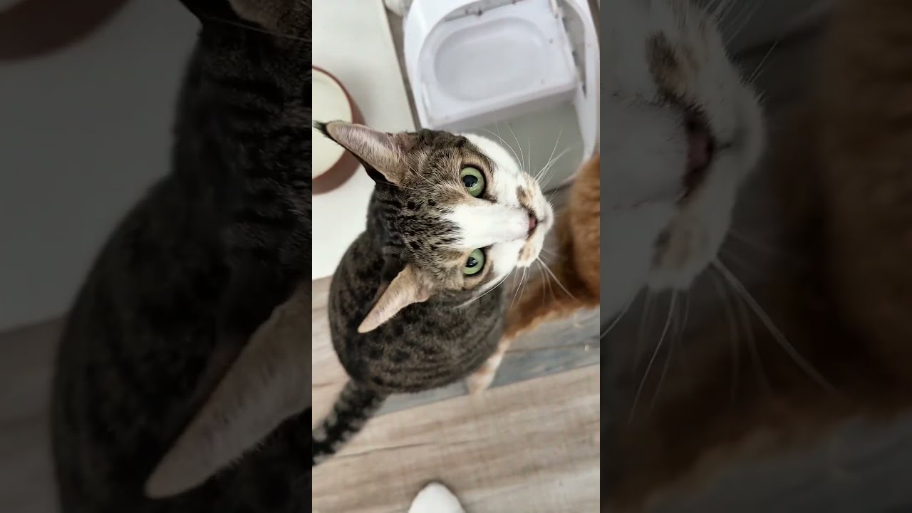Raw Unedited Uncaptioned Happened Like 10 Minutes Ago Catmom Talkingcat Catlife Catlover