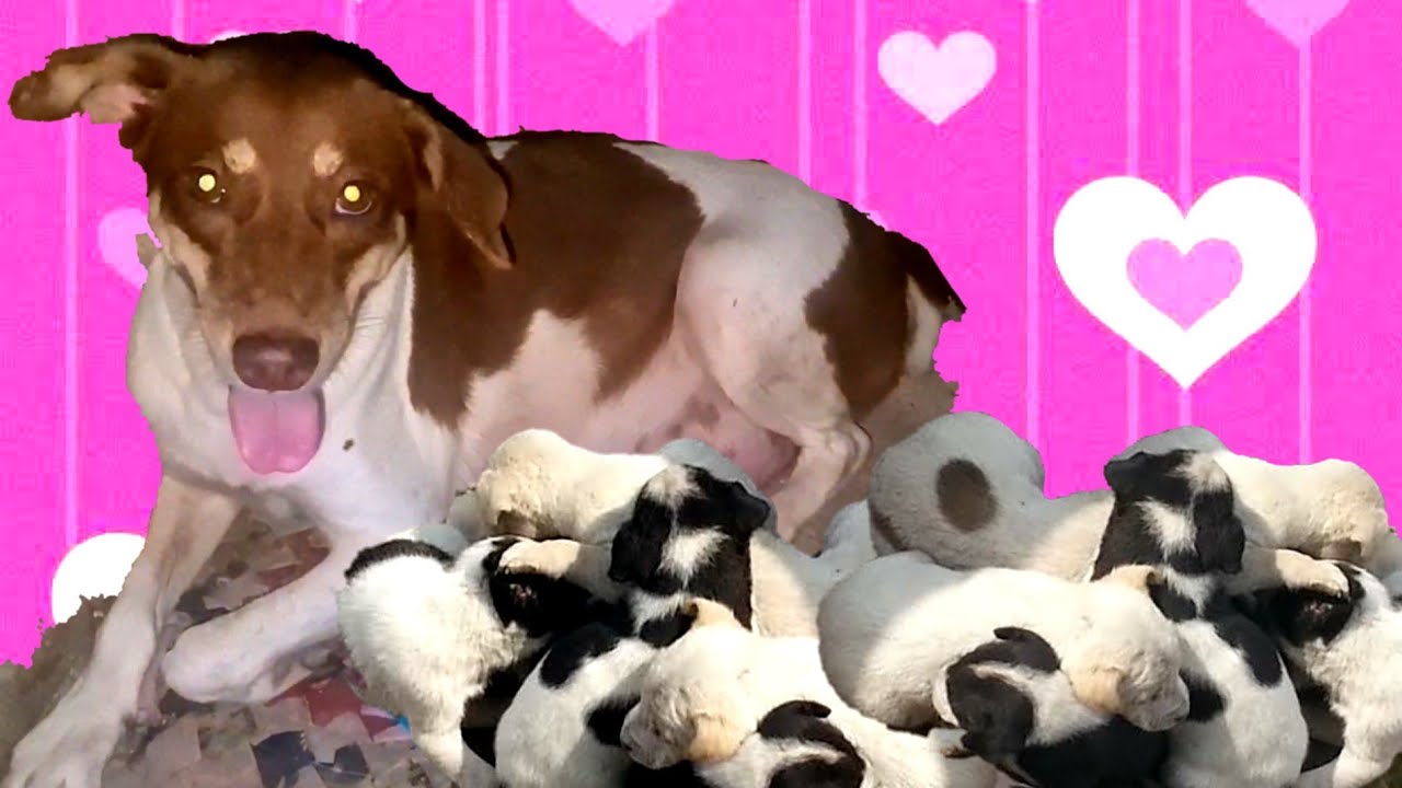 Detik detik Moli punya Bayi Lucu 🤣 Zefa vlog