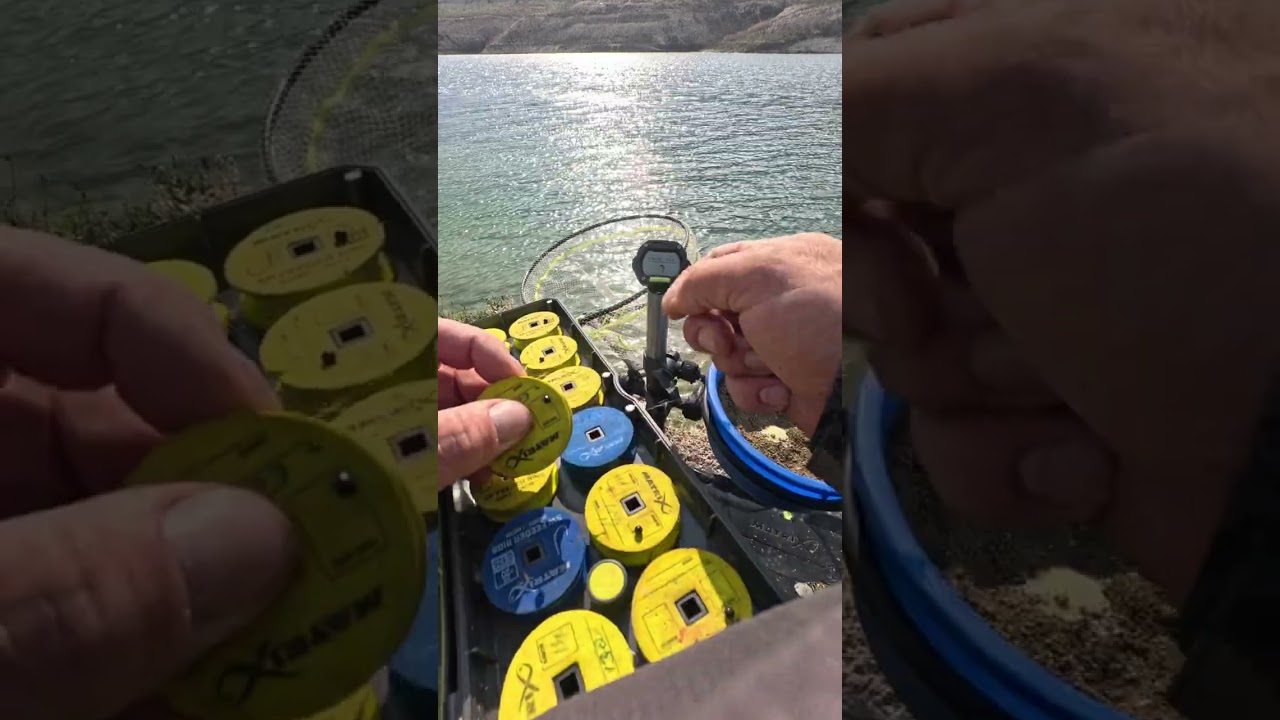 Antrenament feeder pe apă rece #fishing #feederfishing #pescuit 