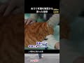保護施設の老猫を祖母は迷わず引き取った #保護猫