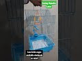Love Birds Cages China Cages Wholesale Retail
