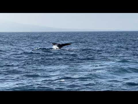 Whale watching at Long Beach Harbor,CA - YouTube