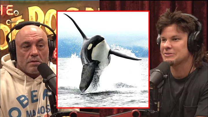 Joe Rogan: Killer Whales Have Learned To Sink Boats /w Theo Von