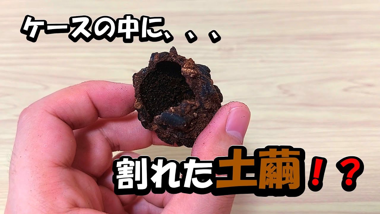 A broken earthen cocoon inside the case!? That means it's a