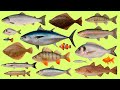 Learn Fish Names In Arabic أسماء الأسماك Audio Vocabulary Practice 