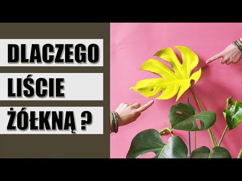 Wideo: Co to znaczy, gdy zimozielone żółkną?