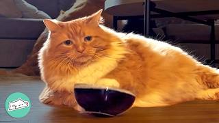 Two Cats Rock Bowls And Fly High To Get Treats | Cuddle Buddies