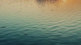 Zyklen Eosinophilia Excerpt From Album Pleura