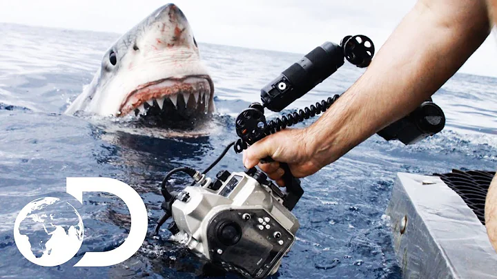 35ft Great White Shark Lurking in 'The Kill Zone' ...