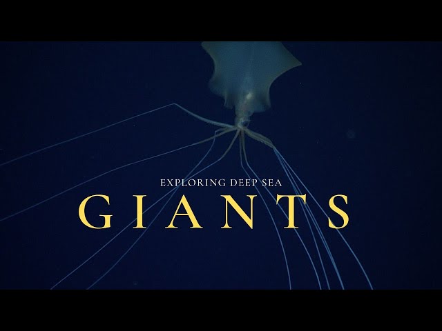 Deep Sea Gigantism | Why the Ocean Breeds Giants class=