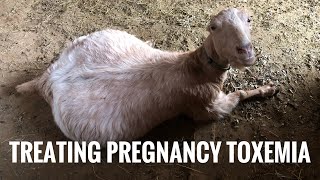 How to Recognize and Treat Pregnancy Toxemia in Goats