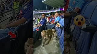 Wait… Monkey Enters Crowd with Babies 😳🐒🏏 #shorts