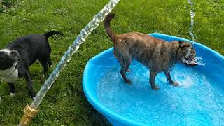 Scooby and Kash in the pool Akita lab and a pitbull water by IBDALOVELY1 17 views 3 years ago 1 minute, 14 seconds