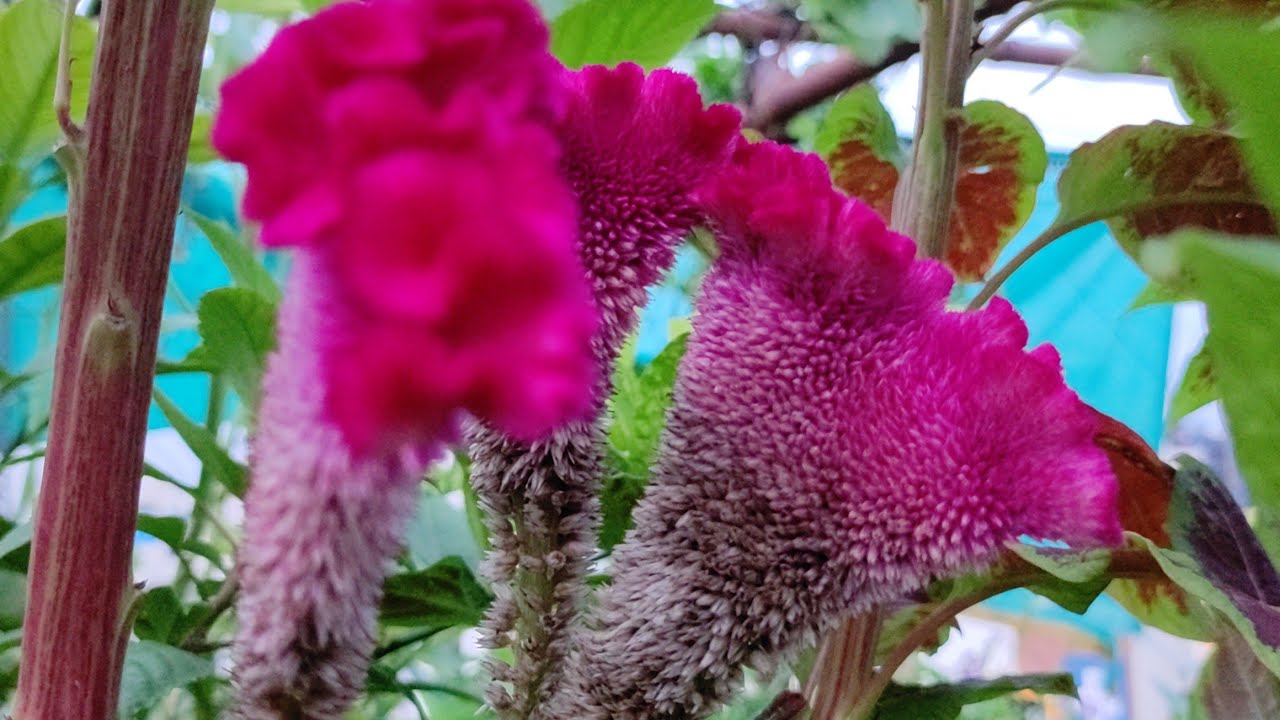 cock's comb ( celosia cristata) Flower,Leaf,Care