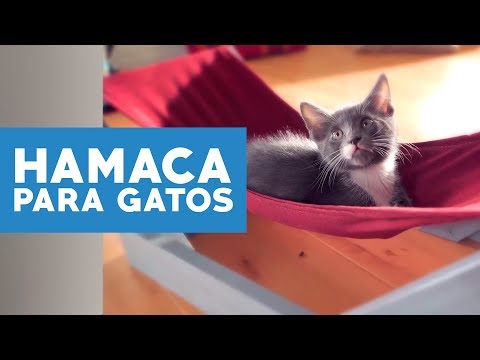 Video: Cómo Hacer Una Hamaca Para Gatos