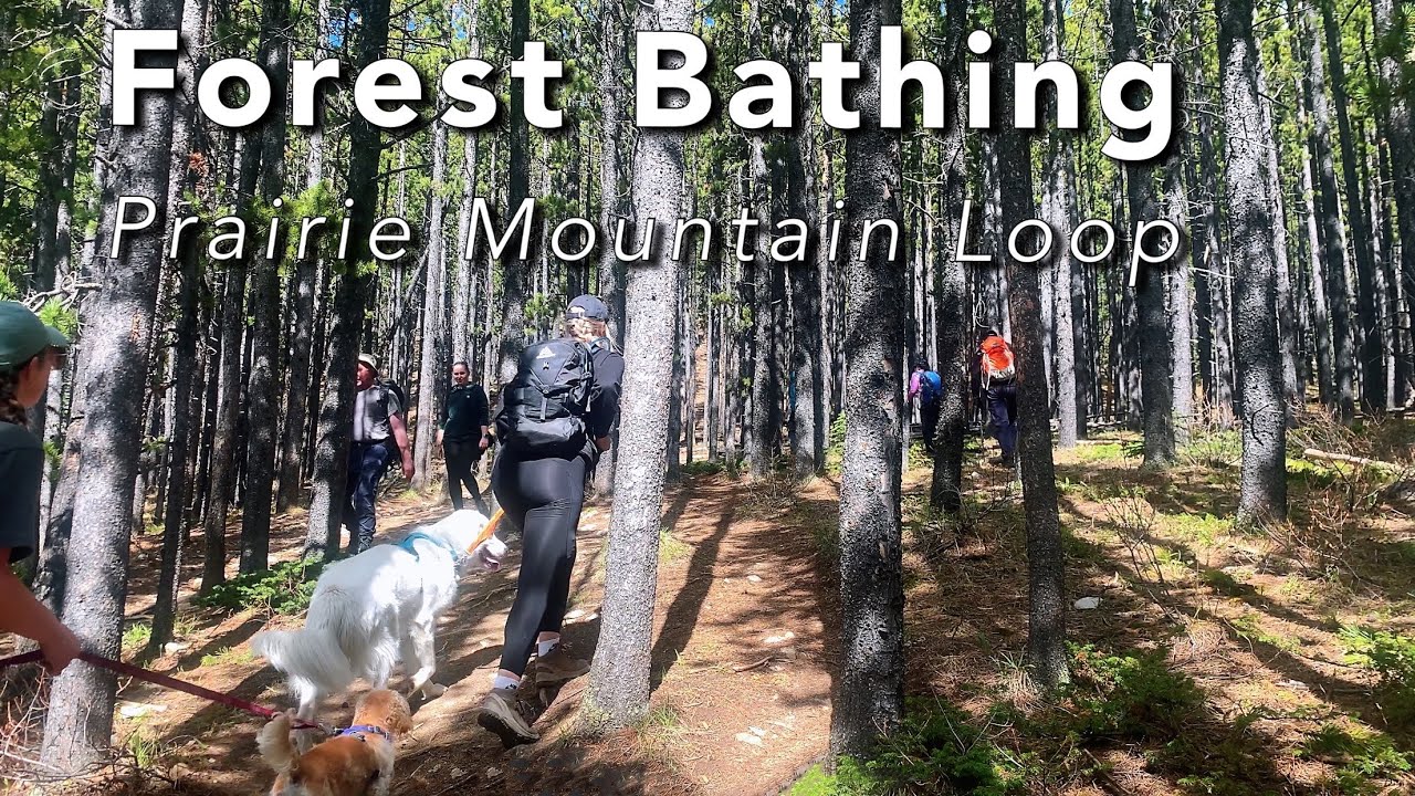 Forest Bathing on Prairie Mountain Loop | Relaxing Kananaskis Hike (4K)