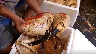 Download Lagu Menikmati Kemewahan Kepiting Kaisar Kuning Australia MP3